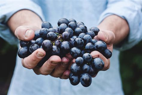 The difference between table grapes and wine grapes