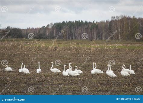 Winter is Coming. Closeup of Whooper Swans before Migration on ...