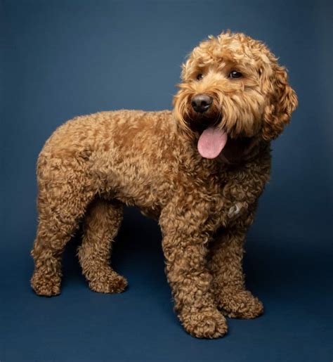 Cavapoo Ultimate Guide: Pictures, Characteristics, & Facts