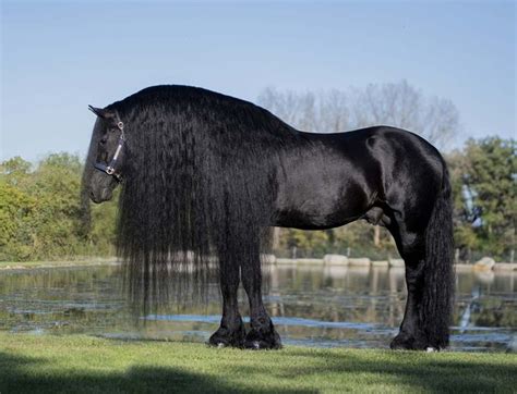 Longest Horse Mane