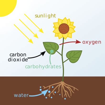 Jean Senebier and the Discovery of Photosynthesis | SciHi Blog