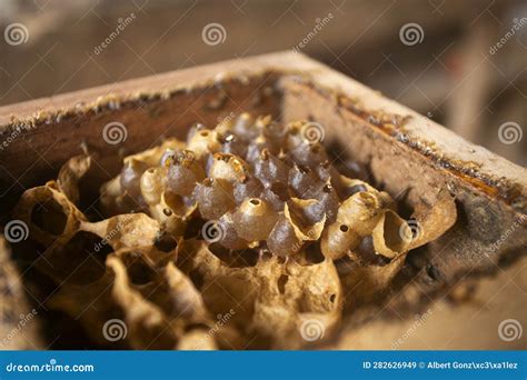 Organic Honeycomb on a Farm in the Peruvian Jungle. Stock Image - Image of farm, honey: 282626949