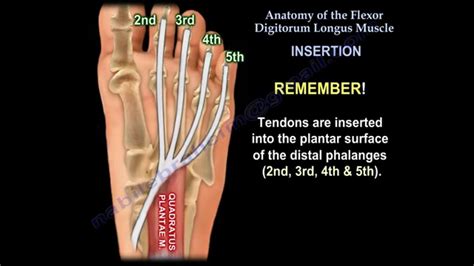 Flexor Digitorum Brevis Muscle Pain