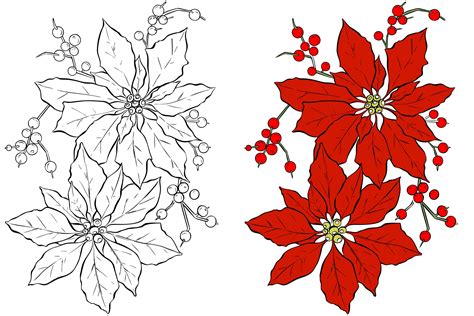 Poinsettia Flower Coloring Page Free Stock Photo - Public Domain Pictures