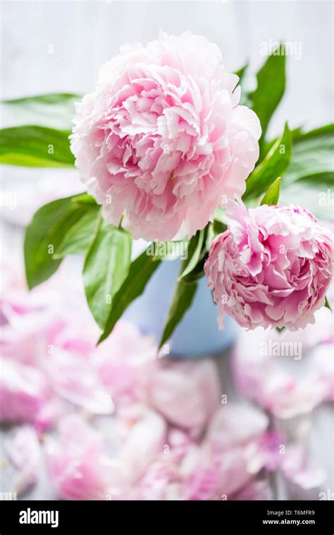 Pastel pink peonies hi-res stock photography and images - Alamy