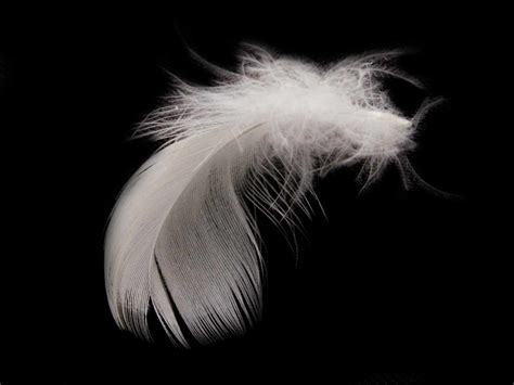 Black Feather Wallpapers - Wallpaper Cave