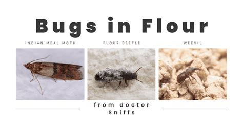 10 Examples of Bugs in Flour - A Mini Guide