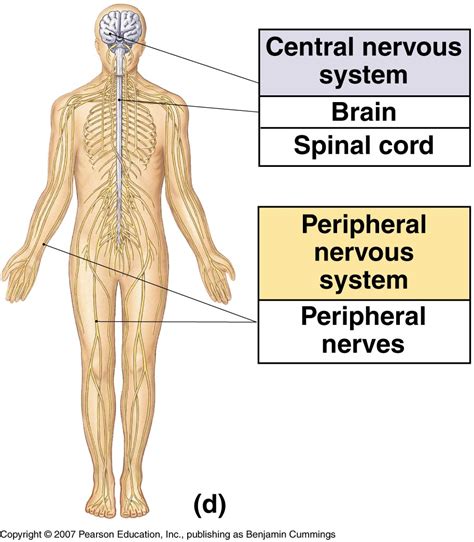 Peripheral Nervous System