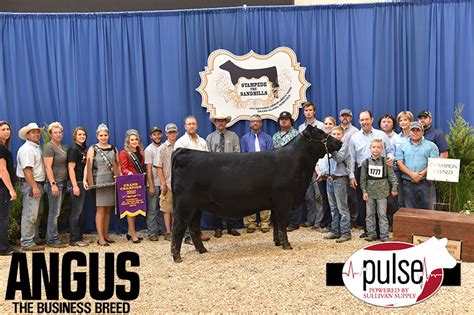 National Junior Angus Show | Owned Females | The Pulse