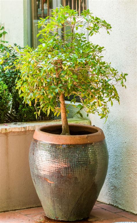 6 Trees ideal for containers | Sedibeng Ster