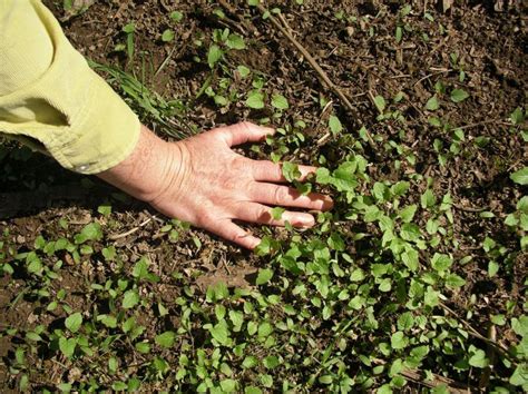 Garlic mustard identification and control: Alliaria petiolata - King County