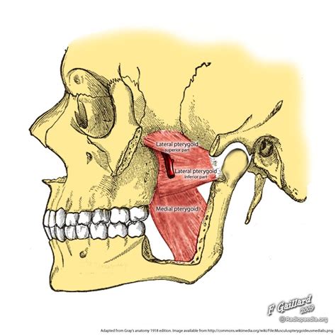 Muscle diagram, Dental terminology, Myofunctional therapy