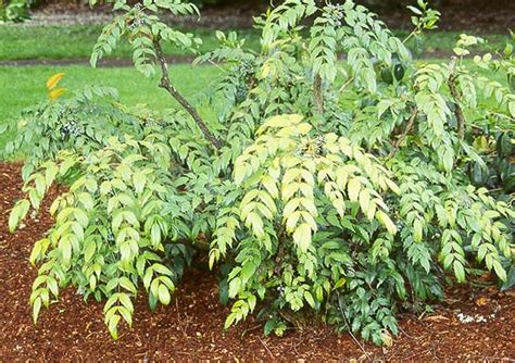 Mahonia nervosa | Landscape Plants | Oregon State University