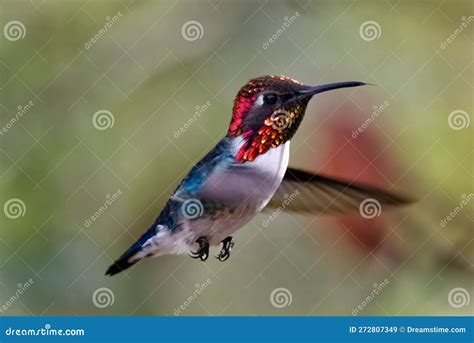 Cute Small Bee Hummingbird in Its Natural Habitat Stock Image - Image of natural, lush: 272807349