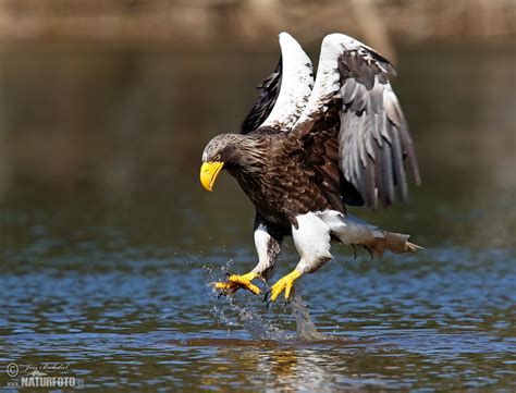 Steller's Sea Eagle Photos, Steller's Sea Eagle Images, Nature Wildlife ...