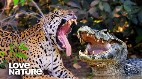 Jaguar Vs Caiman Crocodile EPIC Showdown | Love Nature - YouTube