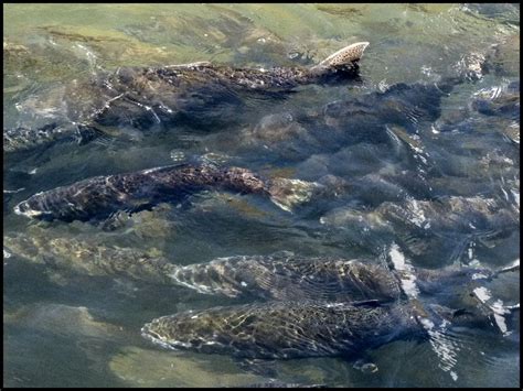 American River Valley Wildlife- American Whitewater Expeditions