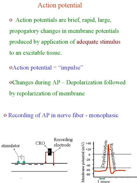 Action Potential | PDF | Depolarization | Action Potential