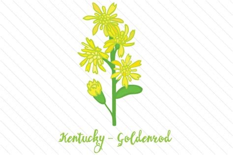 State Flower: Kentucky goldenrod SVG Cut file by Creative Fabrica ...