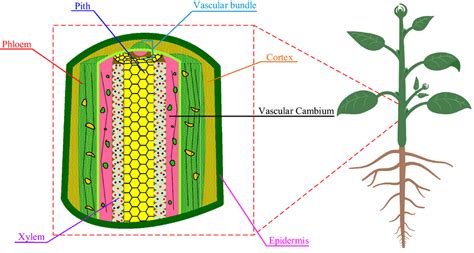 Cross Section Of Stem