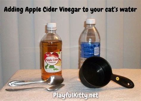 Pin by Tia Ferrari on cat | Apple cider vinegar, Apple cider, Holistic healing
