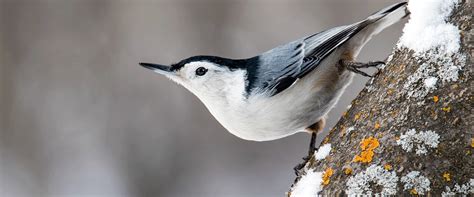 Show Me A Picture Of A Nuthatch - PictureMeta