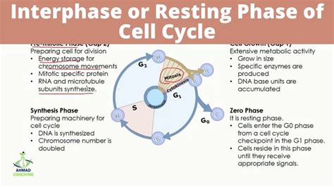 Interphase or Resting Phase of Cell Cycle | G1, G0, S and G2 Phases | Cell cycle, Biology ...