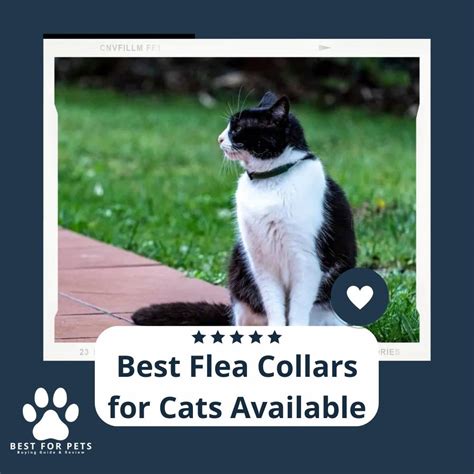 14 Best Flea Collars for Cats Available in 2022