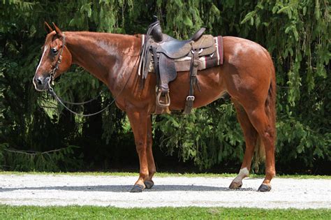 REINING - REINED COW - RANCH RIDING - SHOW HORSE