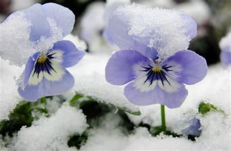 Winter Pansies Growing Guide: Easy Winter Flowering Plants - Garden Patch