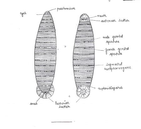 Department of Zoology at ANDC/Zoology Museum/Museum specimens/Annelida/Hirudinaria - WikiEducator