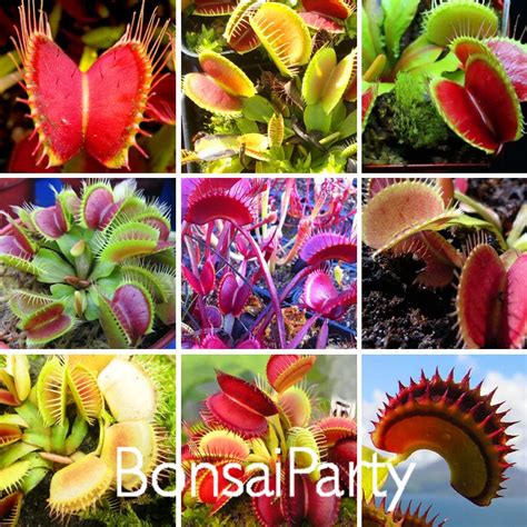 1000 PCS / Pack Potted Insectivorous Plant Seeds Dionaea Muscipula Giant Clip Venus Flytrap ...