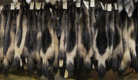 Wolverine Fur – Bill Worb Furs Inc.