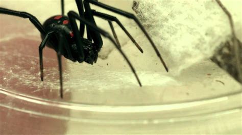 Spider Identification, Brown Recluse, Black Widow Spider, Osu, Insects, Spiders, Specialist ...