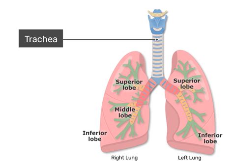 Trachea And Bronchi Diagram