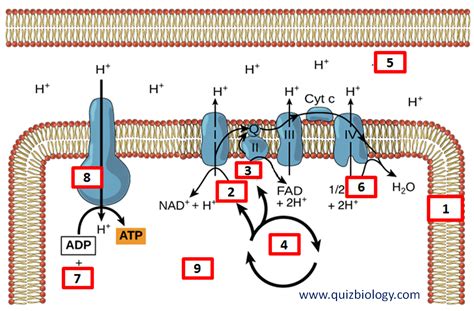 Diagram Quiz on Chemiosmosis and ATP synthesis | Physiology Quiz