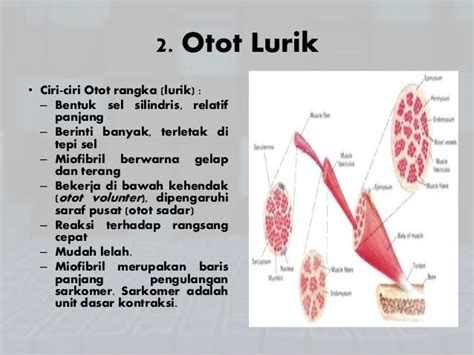 Jaringan otot