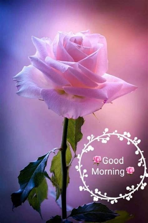 Good Morning With Pink Rose - Desi Comments