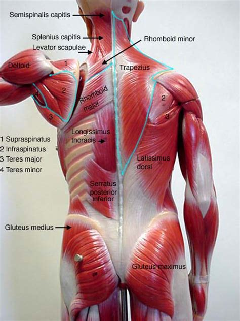 Muscle Anatomy Labeling Muscle Labeling Posterior Human Anatomy Diagram ...