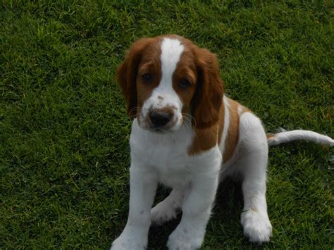 Welsh Springer Spaniel Info, Temperament, Puppies, Pictures