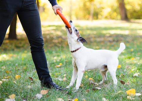 Free Photo | Dog in park playing with owner