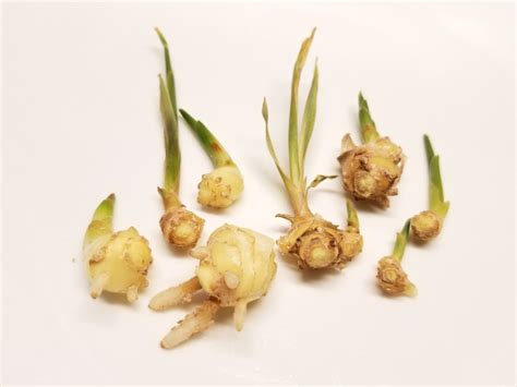 Can You Grow Store Bought Ginger: How To Plant Store Bought Ginger