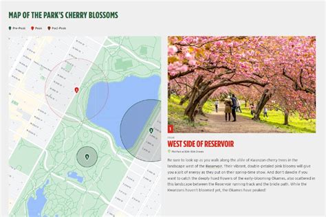 Introducing Central Park’s New Cherry Blossom Tracker Map For Everyone!