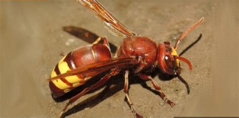 Vespa orientalis a Roma: “Più aggressiva e velenosa”