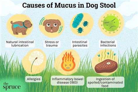 What Does Mucus In Dog Poop Look Like