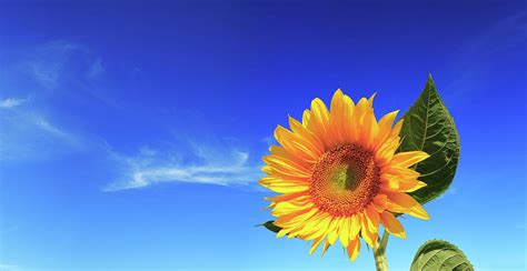 Sunflower On Blue Sky Background by Konradlew