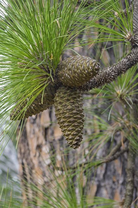 Longleaf pine cones stock image. Image of tree, pine - 81325231