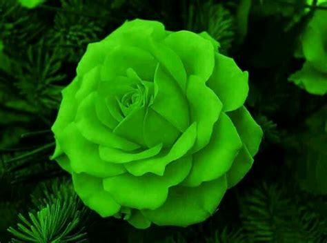 156 best Roses images on Pinterest | Green rose, Green flowers and Rose flowers