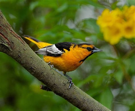 Bullock's Oriole ( Male ) - Birds and Blooms