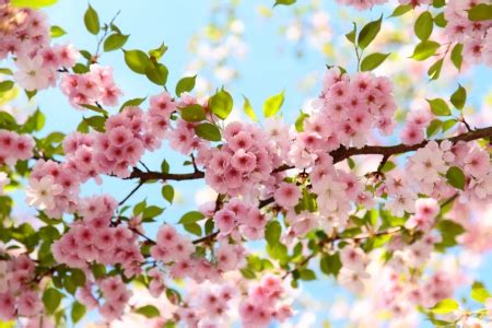 Spring Cherry Blossom - Flowers & Nature Background Wallpapers on Desktop Nexus (Image 1952761)